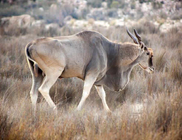 aquila-game-reserve-safari-eland-0465