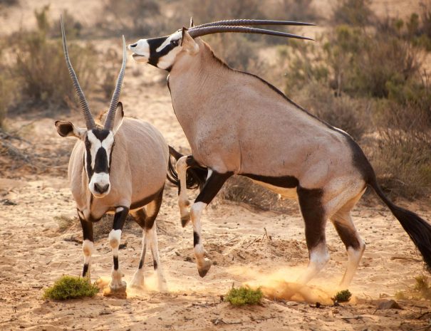 aquila-game-reserve-safari-oryx-0308