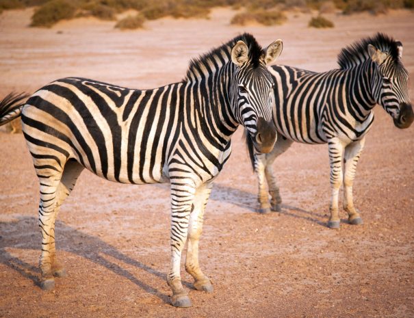 aquila-game-reserve-safari-zebra-0200