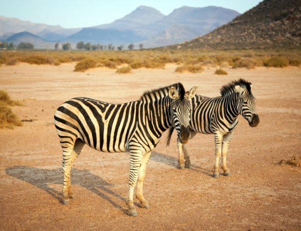 aquila-game-reserve-safari-zebra-0206